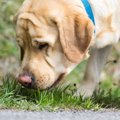 犬が食糞をしてしま…