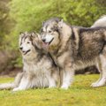 古代犬種５種の問題…