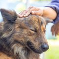 犬は人間の身体の健…