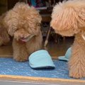 生まれつき両目が見…