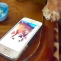 先住犬が亡くなり、…