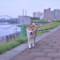 犬の『散歩コース』…