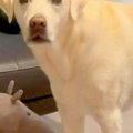 おもちゃが隙間に入…