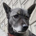 高齢の飼い主入院で…