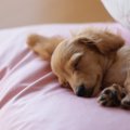 犬にとってクーラー…