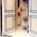 リングドッグに挑戦…