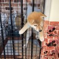 「たちけてぇ～」無…