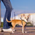 犬が満足しない『散…