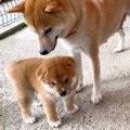 生後40日の子犬が初…