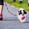 どんなタイプの犬が…