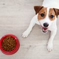 犬がご飯前に吠えて…