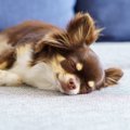 犬が『安心している…
