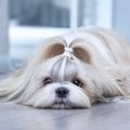 歴史が浅い犬種３選