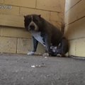 ゴミ収集作業の横で…