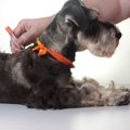 犬の糖尿病、気づく…