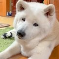 家族の外食中、家で…
