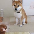 レモンに挑戦？！わ…