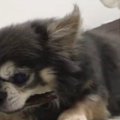 前足を使わずにおや…