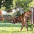愛犬はおしっこし過…