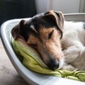 犬にとって『落ち着…