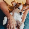 犬が飼い主の足の間…