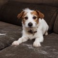 犬が毛玉を吐く理由…