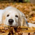 愛犬の体調不良　秋…