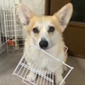 犬『どうしてこんな…