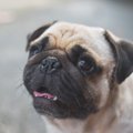鼻ぺちゃ犬の飼い主…