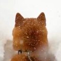 朝、起きたら大雪が…