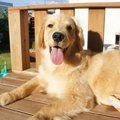犬がラム肉を食べて…