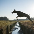 犬が家出をするとき…