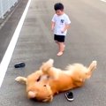 男の子が大型犬に靴…