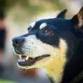 犬と暮らしている人…