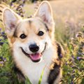 犬のために貯金をす…