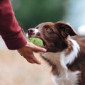 犬を楽しくさせる『…