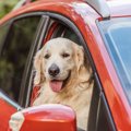 マンションで大型犬…