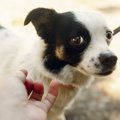 犬から好かれない人…