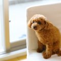 犬が音に敏感になっ…