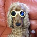 タレント犬コーダの…
