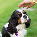 犬が『初対面の人』…