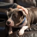犬が『自信を失って…