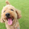犬がクルクル回って…