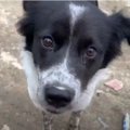 【ネパール】臆病な…