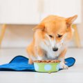 犬が急に『食欲がな…