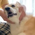 犬を撫でている途中…