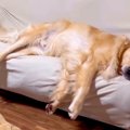 大型犬の『睡眠時間…