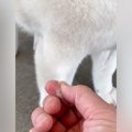 『犬の毛を優しく引…