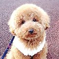 大人気！飼いやすい…