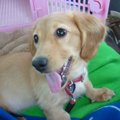 ペットの動物健康保…